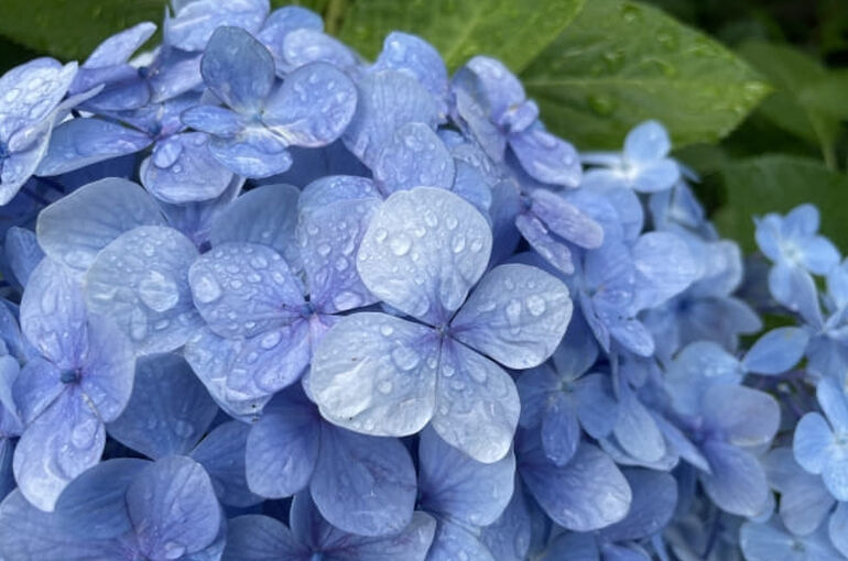 紫陽花